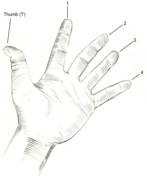 hand finger numbering 01